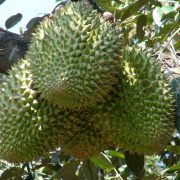 sau-rieng-ri6 (10)