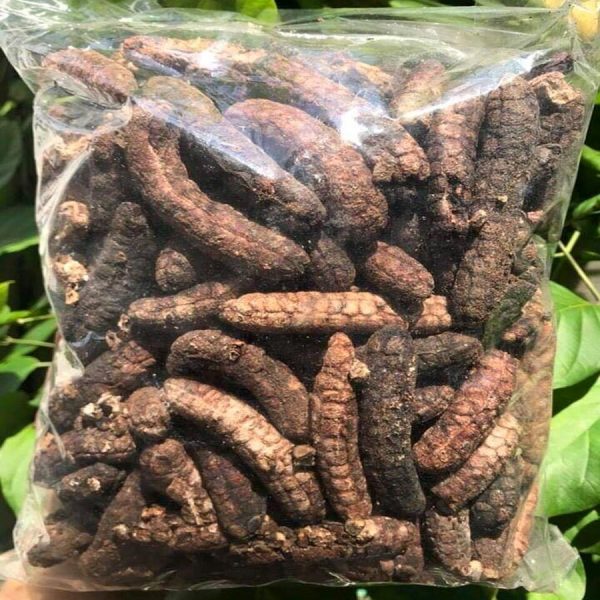 Chuối-hột-rừng
