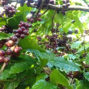 robusta-chin-do (10)