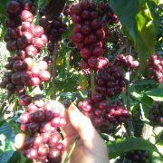 robusta-chin-do (2)