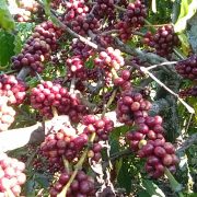 robusta-chin-do (4)